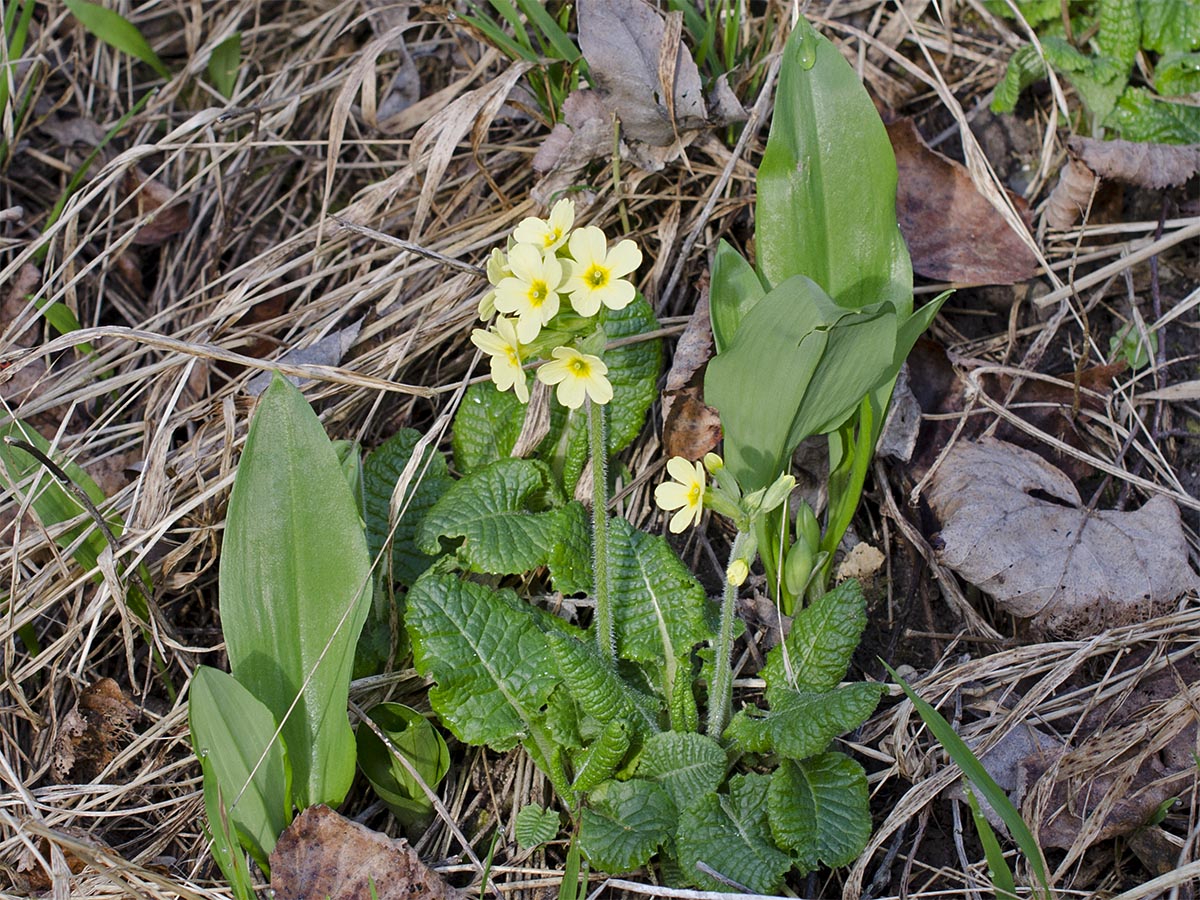 Primula elatior